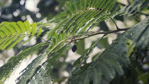 Seçici odak bir tesisi