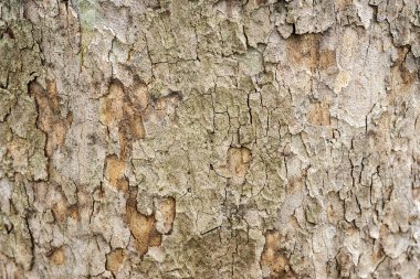 Bir ağaç doku atış kapatın