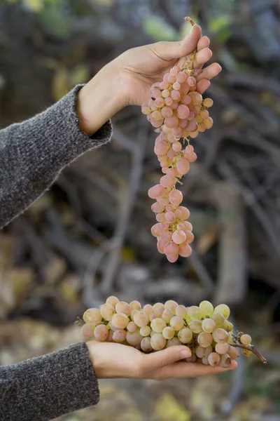 Hands Holding Bunch Of Grapes