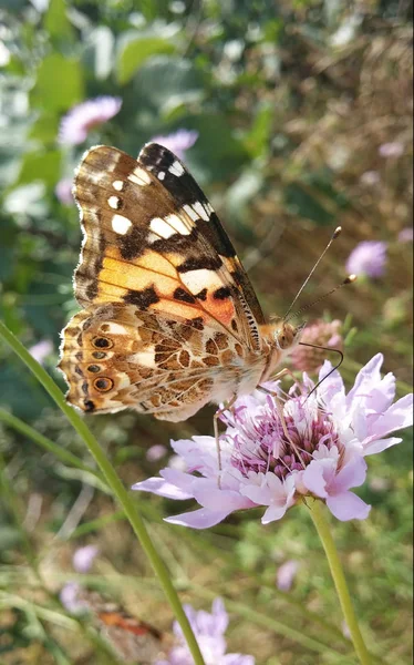 Schmetterling Steht Auf Einer Blume — Stockfoto