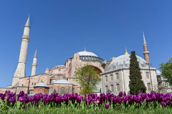 Святая София с тюльпанами на плацдарме, Стамбул, Турция

