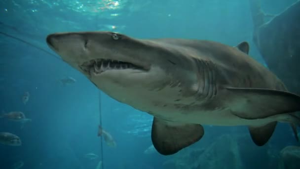 Requin à l'intérieur de l'aquarium 