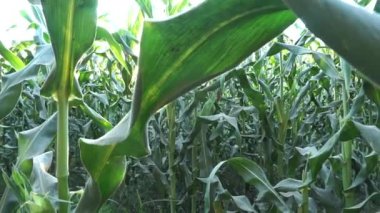 Bir Mısır Tarlasından Ayrıntı