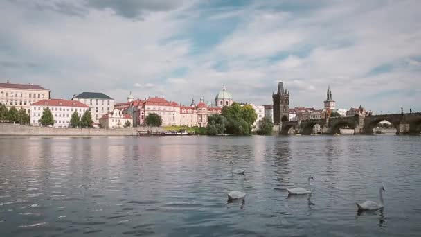 Czech Republic 2017年4月10日プラハ ヴルタヴァ川 カレル橋 古い建物を背景に泳ぐ白鳥 — ストック動画