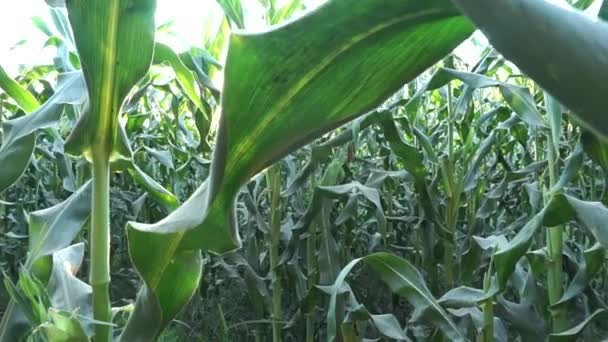 Détail d'un champ de maïs 