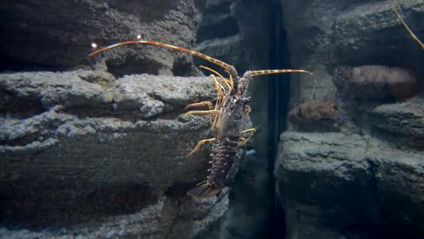 Plan Rapproché Une Falaise Escalade Homard — Video