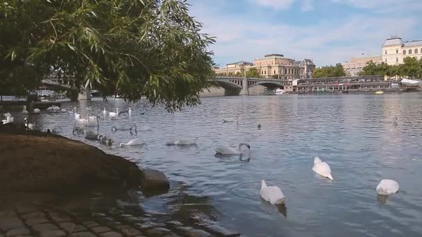 Zwanen Zwemmen Bij Vltava Langste Rivier Van Tsjechië Praag Tsjechische — Stockvideo