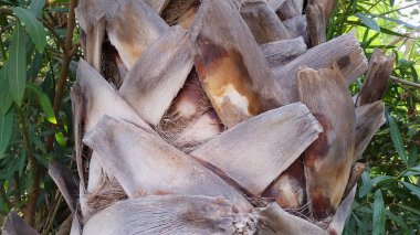 Palmiye ağacı dokusu