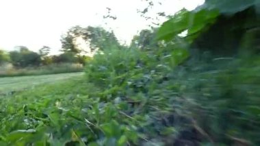 Çalışan köpek görünümü