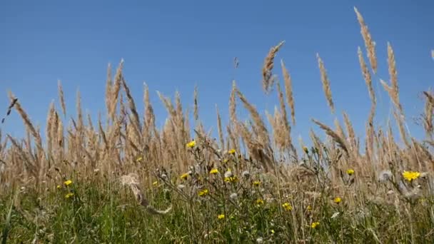 草甸在夏季的一天 — 图库视频影像