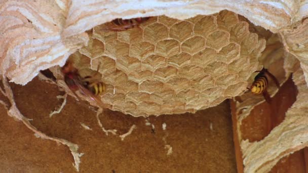 墙上的黄蜂巢 — 图库视频影像