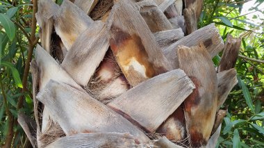 Palmiye ağacı dokusu