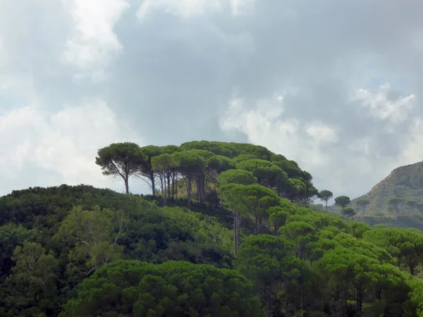 Alberi della Sicilia paesaggio — Foto Stock