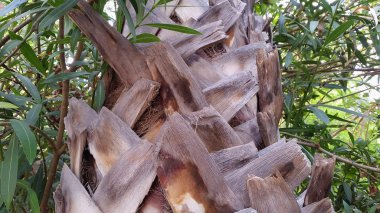 Palmiye ağacı dokusu