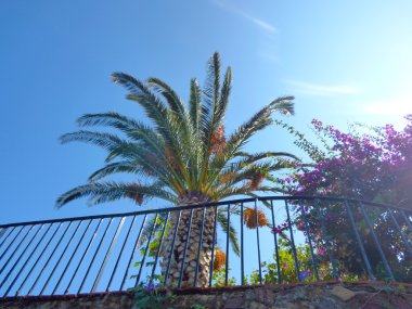 Palmiye ağaçları, Sicilya