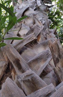 Palmiye ağacı dokusu