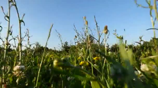 Vista de cão de corrida — Vídeo de Stock