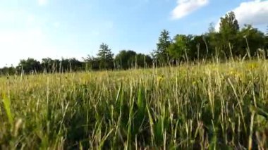 Çalışan köpek görünümü