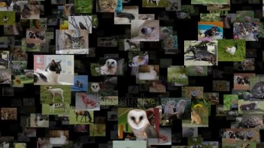 Doğru kesintisiz loop hareketli hayvan fotoğraf akışı