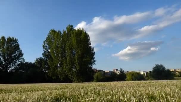 Vista de cão de corrida — Vídeo de Stock