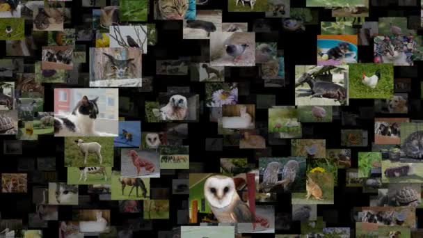 Foto flusso di animali in movimento DESTRA, loop senza soluzione di continuità — Video Stock