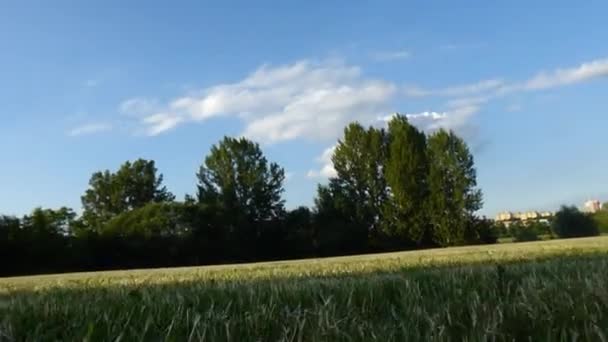 Vue sur chien en cours 