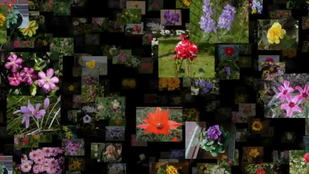 Flux photo de fleurs se déplaçant à GAUCHE, boucle transparente — Video