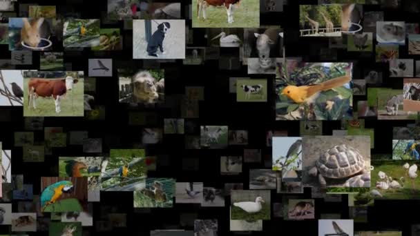 Photo stream of animals moving UP, seamless loop — Stock Video