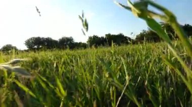 Çalışan köpek görünümü