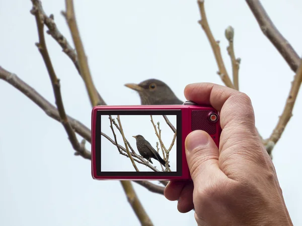 Самка Blackbird в объективе камеры — стоковое фото