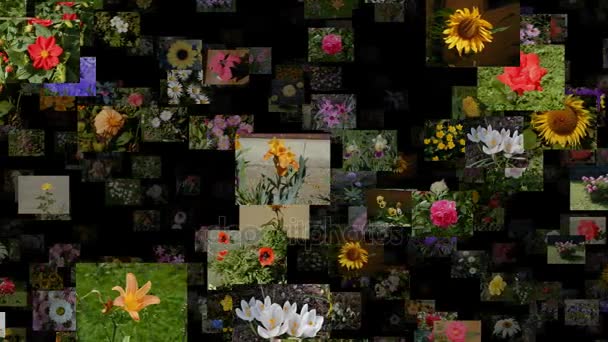 Photo stream of flowers moving RIGHT, seamless loop — Stock Video