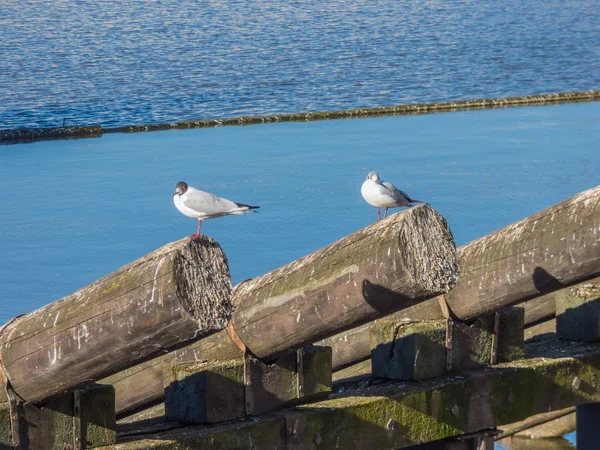 Seagull sitting on log on river — Stock Photo, Image