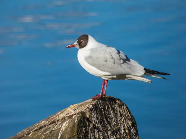 Möwe sitzt auf Baumstamm auf Fluss — Stockfoto