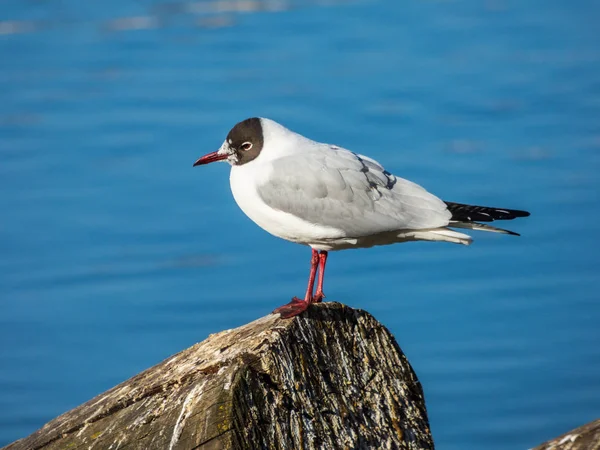 Möwe sitzt auf Baumstamm auf Fluss — Stockfoto