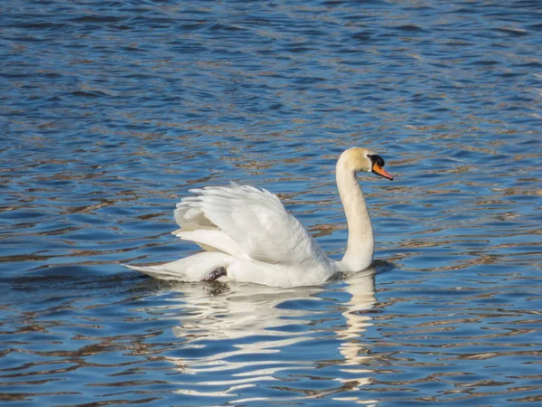 Su yüzeyinde yüzen Kuğu