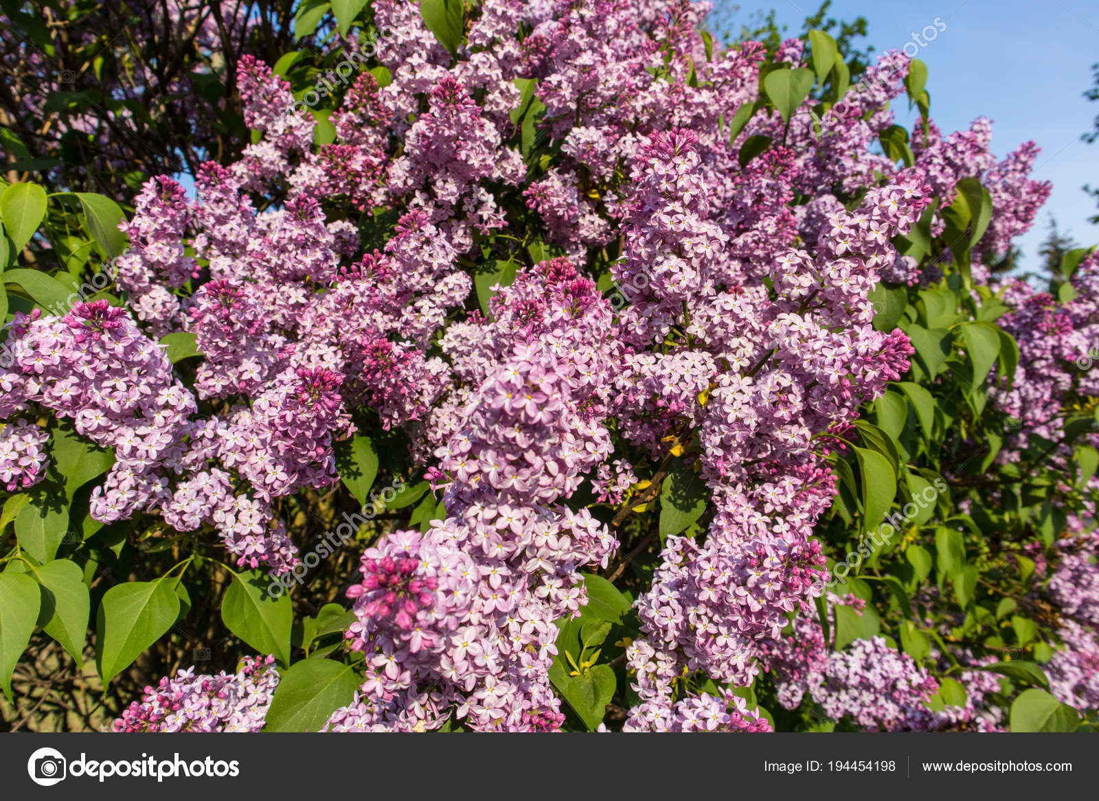 Get Purple Lilac Bush On Spring Sunny Day Stock Photo C Pandawild HD Wallpaper Purple Lilac Bush On Spring Sunny Day Stock Photo C Pandawild For iPhone Free