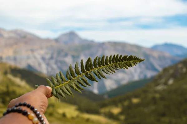 Mavi gökyüzü olan bir vadide, Hautes Alpes, Fransa 'da bir bitki tutuyor.