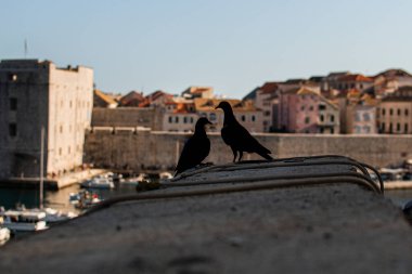 Hırvatistan 'da kuşlar ve güzel manzara, Dubrovnik, yaz, tatiller