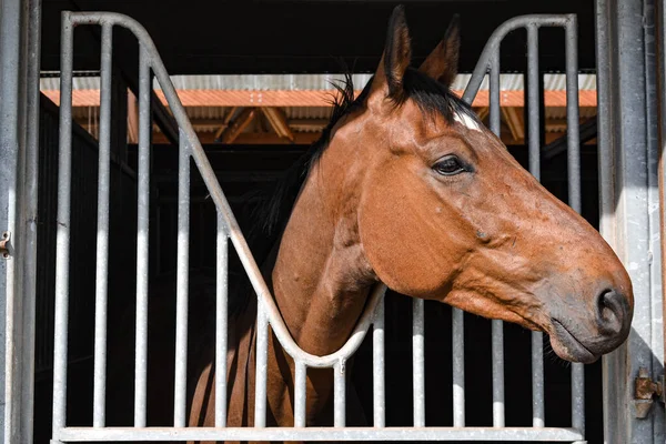 Horse head in a horse box, colorful