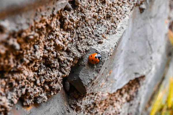 Kaya dokusunda uğur böceği, karantinadan sonra açık havada, Fauna