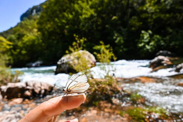İnsan parmağında kelebek, karantinanın sonu, fauna