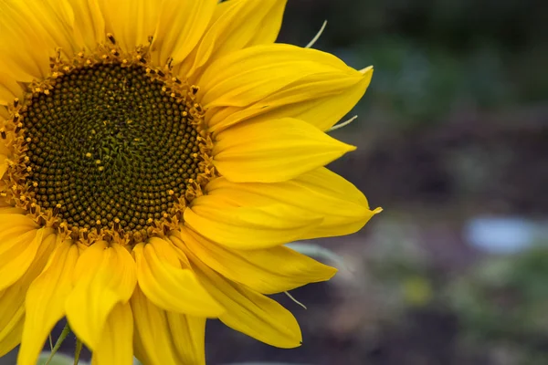 flower of a sunflower in the field