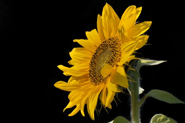 yellow flower of a sunflower on a high stalk