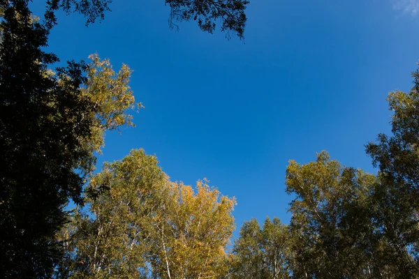 blue sky can be seen through the tops of autumn trees