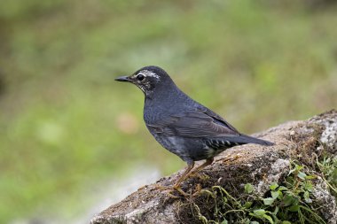 Erkek Sibirya Ardıcı (Zoothera sibirica)