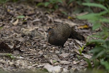 Malezya Tavuskuşu sülünü (Polyplectron malacense) doğada
