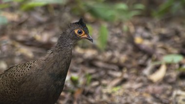 Malezya Tavuskuşu sülünü (Polyplectron malacense) doğada