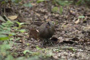 Malezya Tavuskuşu sülünü (Polyplectron malacense) doğada