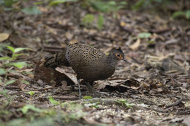 Malezya Tavuskuşu sülünü (Polyplectron malacense) doğada