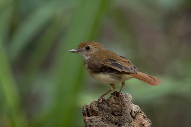 Ferruginous Babbler (Trichastoma bicolor)